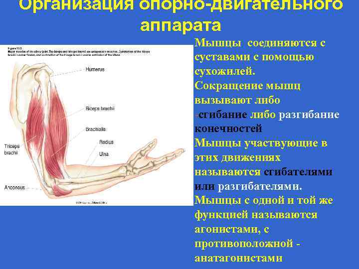 Двигательные нервы. Спинной мозг скелетную мускулатуру. Мышцы участвующие в одном движении называются. Укорочение скелетной мышцы вызываются. Скелетные мышцы конечностей.