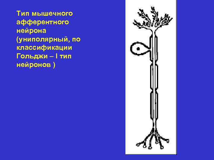 Тип мышечного афферентного нейрона (униполярный, по классификации Гольджи – I тип нейронов ) 