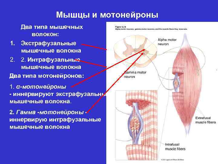 Сокращение скелетных мышц