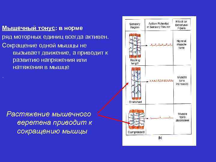 Мышечный тонус: в норме ряд моторных единиц всегда активен. Сокращение одной мышцы не вызывает