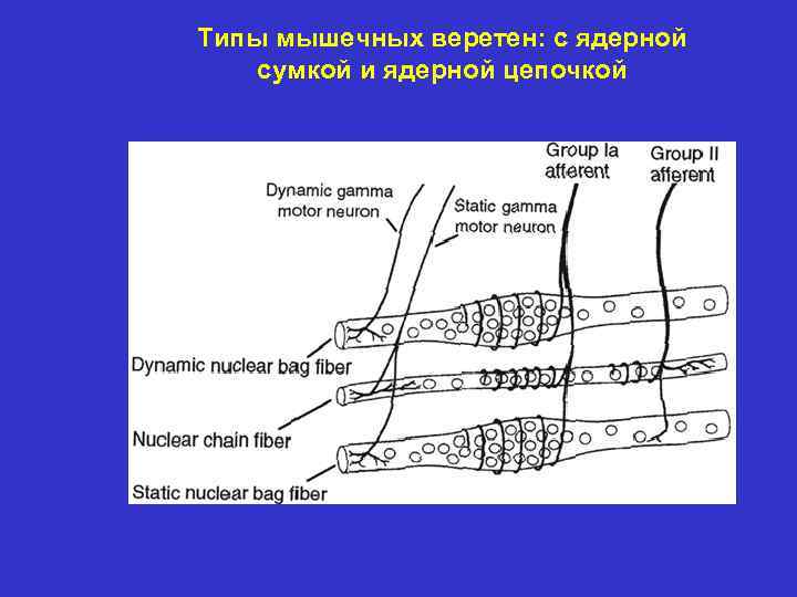 Типы мышечных веретен: с ядерной сумкой и ядерной цепочкой 