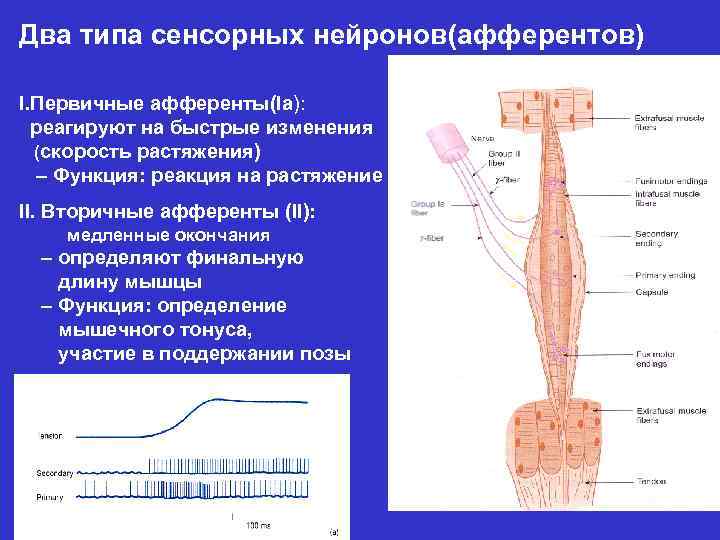 Два типа сенсорных нейронов(афферентов) I. Первичные афференты(Ia): реагируют на быстрые изменения (скорость растяжения) –