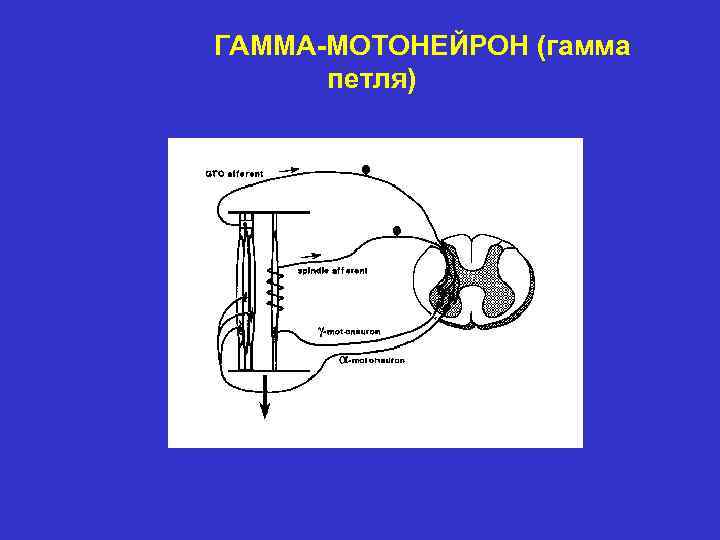 Схема торможения мотонейронов дуги сгибательного рефлекса в опыте сеченова