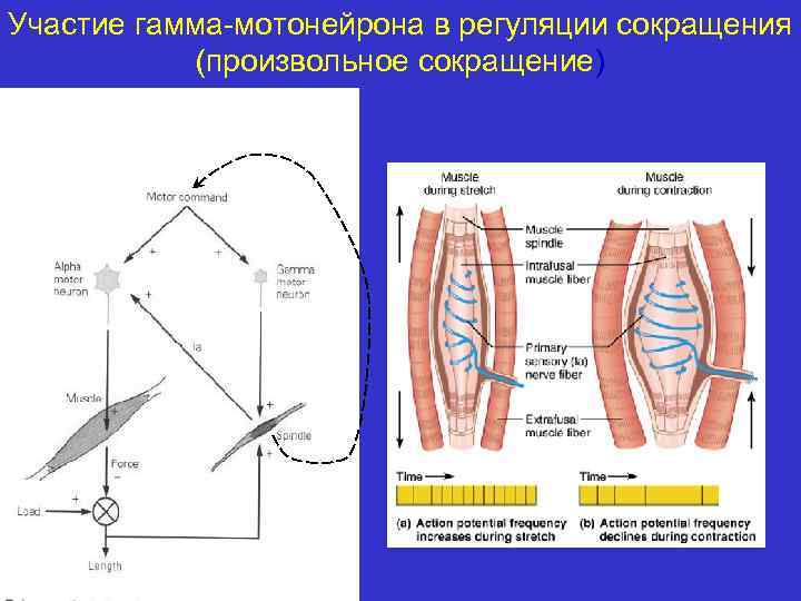 Участие гамма-мотонейрона в регуляции сокращения (произвольное сокращение) 