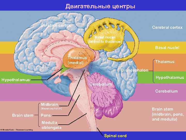 Двигательные центры Table 5. 3 (1) Page 144 Cerebral cortex Basal nuclei (lateral to