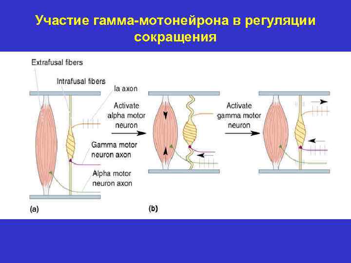 Регуляция скелетных мышц