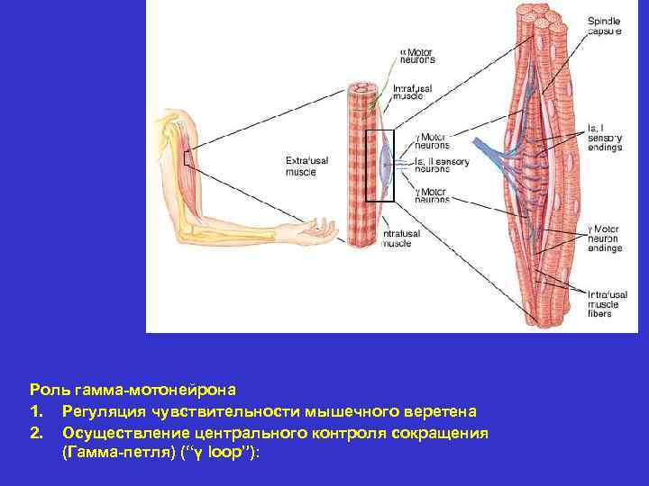 Мышечный анализатор схема