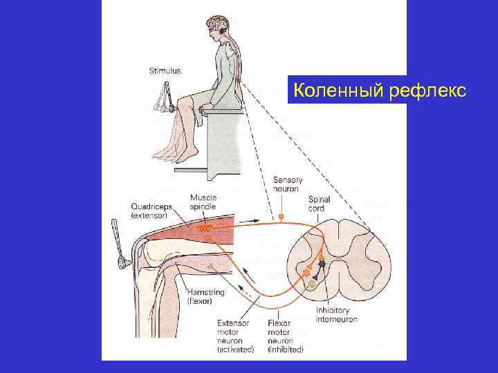 Схема рефлекторной дуги ахиллова рефлекса