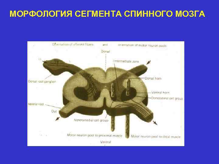 МОРФОЛОГИЯ СЕГМЕНТА СПИННОГО МОЗГА 