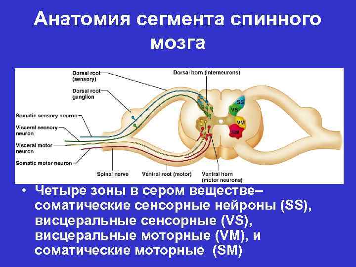 Сегменты мозга. Строение сегмента спинного мозга. Спинномозговые Нейроны. Двигательные Нейроны спинного мозга. Нейронная организация спинного мозга.