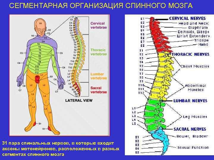 Сегментарный принцип работы спинного мозга