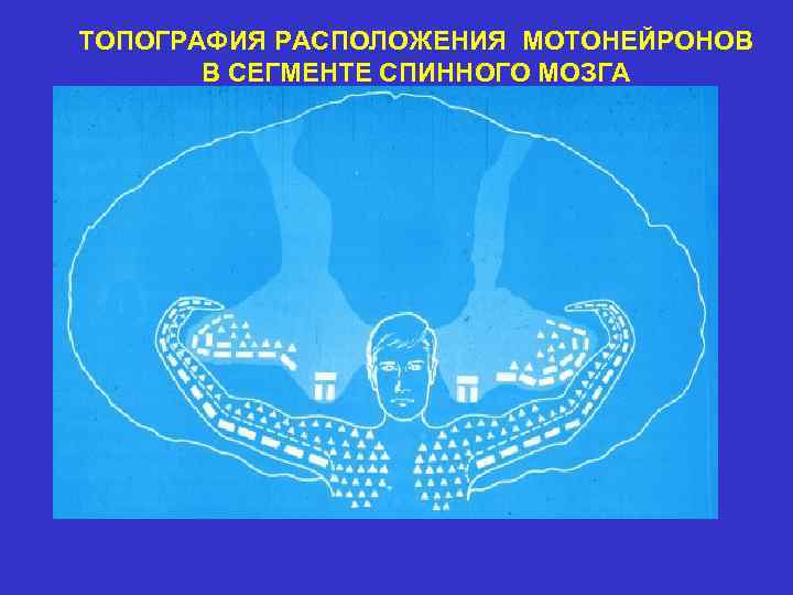 ТОПОГРАФИЯ РАСПОЛОЖЕНИЯ МОТОНЕЙРОНОВ В СЕГМЕНТЕ СПИННОГО МОЗГА 
