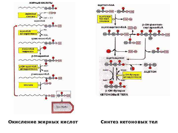 Окисление жирных кислот Синтез кетоновых тел 