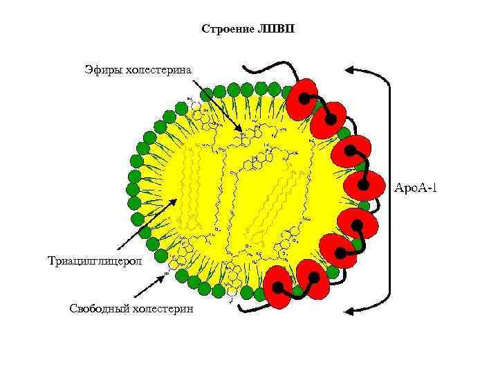 Строение ЛПВП Эфиры холестерина Триацилглицерол Свободный холестерин 