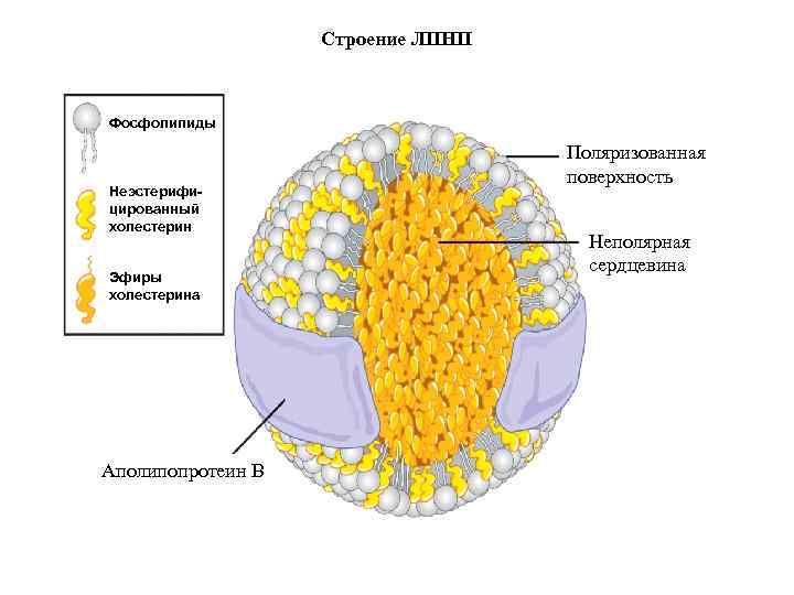 Строение ЛПНП Фосфолипиды Неэстерифицированный холестерин Эфиры холестерина Аполипопротеин В Поляризованная поверхность Неполярная сердцевина 
