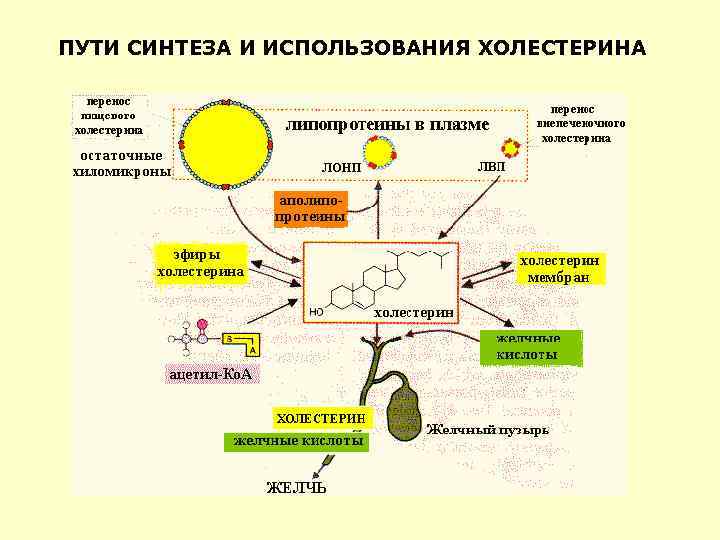 ПУТИ СИНТЕЗА И ИСПОЛЬЗОВАНИЯ ХОЛЕСТЕРИНА 