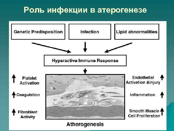 Роль инфекции в атерогенезе 