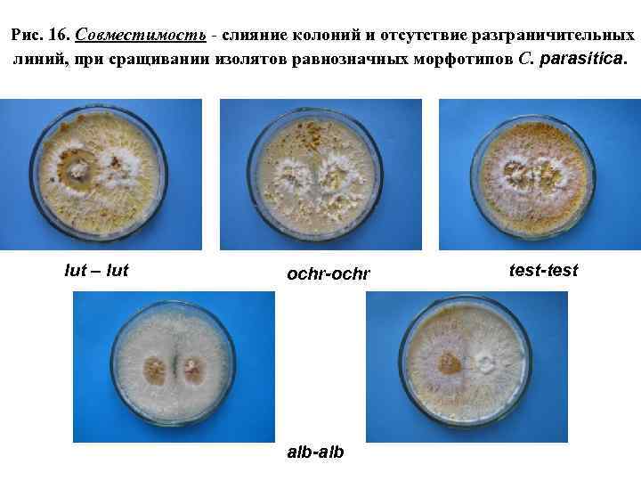 Рис. 16. Совместимость - слияние колоний и отсутствие разграничительных линий, при сращивании изолятов равнозначных