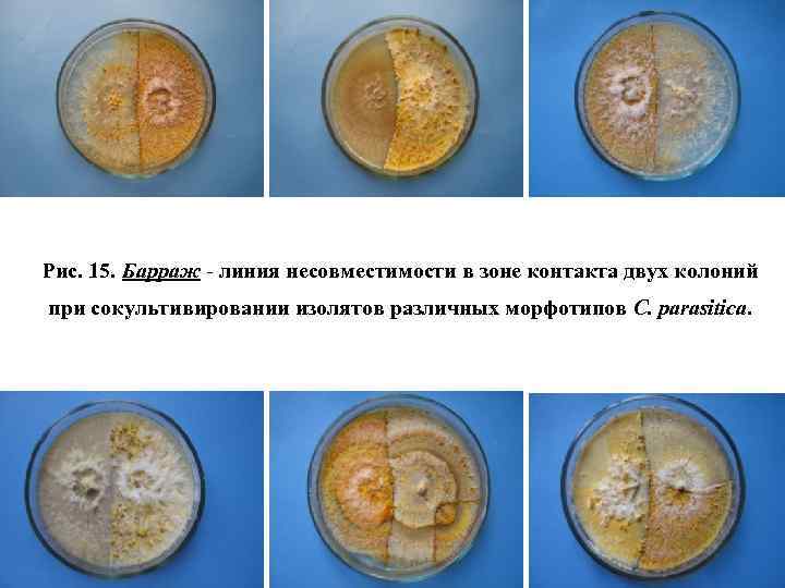Рис. 15. Барраж - линия несовместимости в зоне контакта двух колоний при сокультивировании изолятов