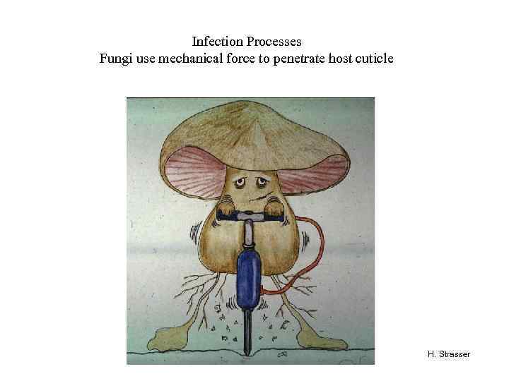 Infection Processes Fungi use mechanical force to penetrate host cuticle H. Strasser 