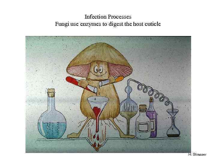 Infection Processes Fungi use enzymes to digest the host cuticle H. Strasser 