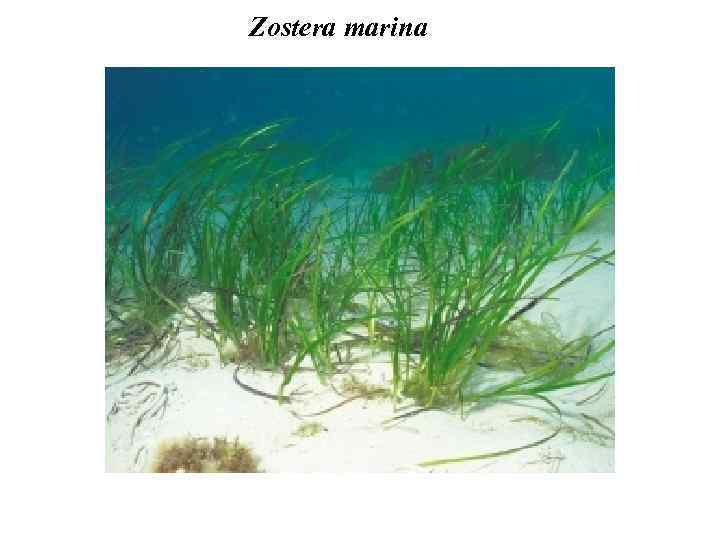 Zostera marina 