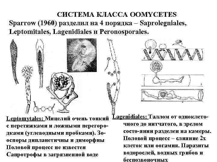 СИСТЕМА КЛАССА OOMYCETES Sparrow (1960) разделил на 4 порядка – Saprolegniales, Leptomitales, Lagenidiales и