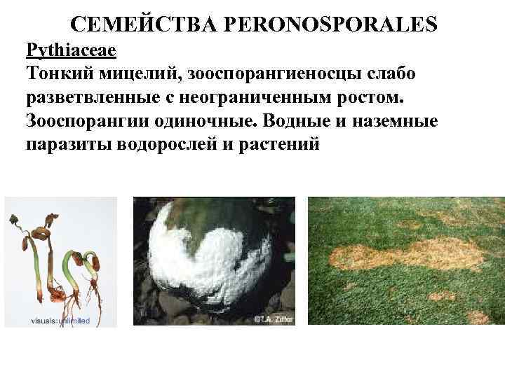 СЕМЕЙСТВА PERONOSPORALES Pythiaceae Тонкий мицелий, зооспорангиеносцы слабо разветвленные с неограниченным ростом. Зооспорангии одиночные. Водные