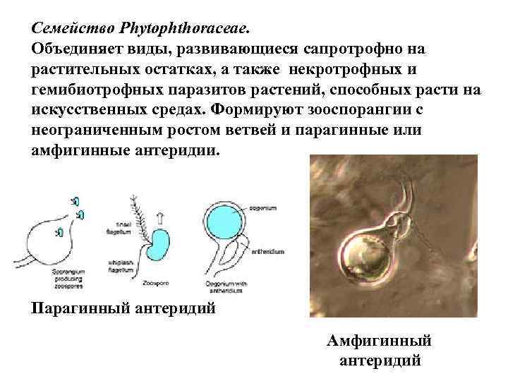 Семейство Phytophthoraceae. Объединяет виды, развивающиеся сапротрофно на растительных остатках, а также некротрофных и гемибиотрофных