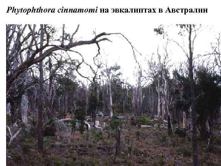 Phytophthora cinnamomi на эвкалиптах в Австралии 