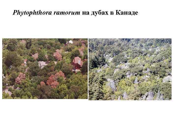 Phytophthora ramorum на дубах в Канаде 