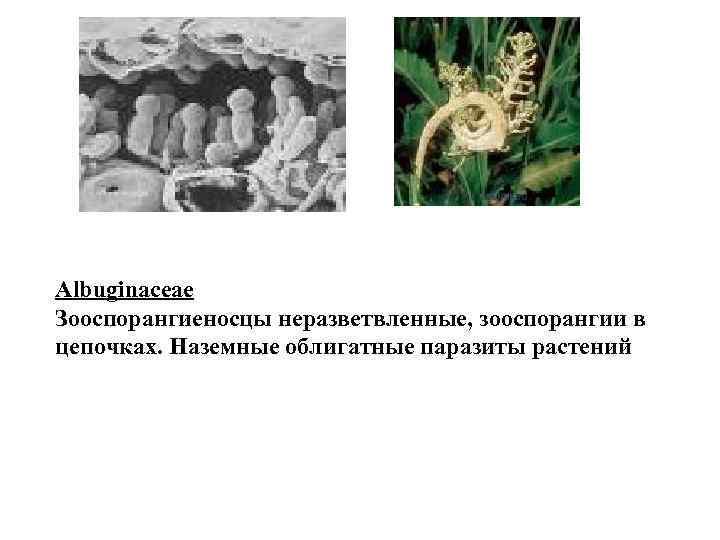 Albuginaceae Зооспорангиеносцы неразветвленные, зооспорангии в цепочках. Наземные облигатные паразиты растений 