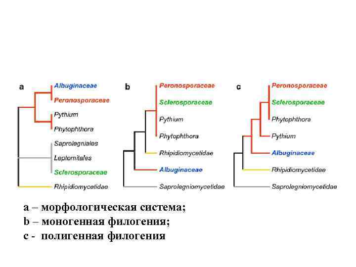 а – морфологическая система; b – моногенная филогения; с - полигенная филогения 