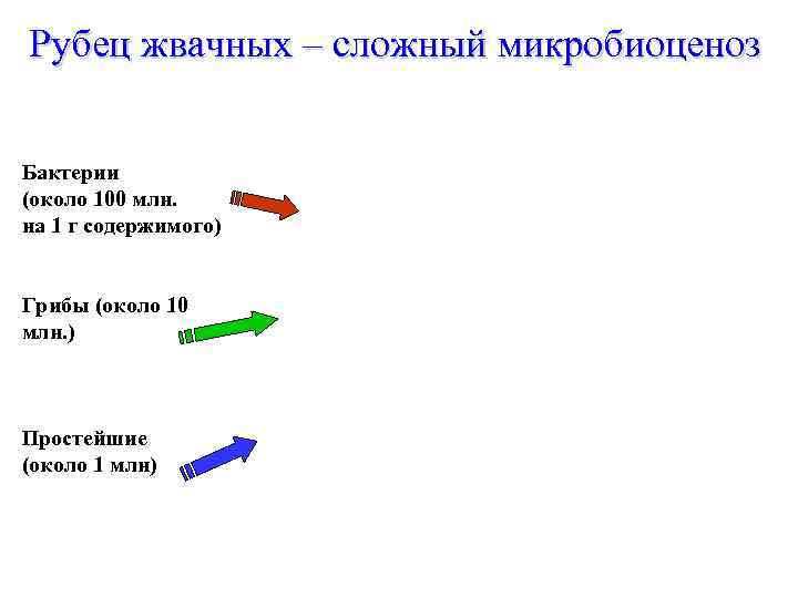 Рубец жвачных – сложный микробиоценоз Бактерии (около 100 млн. на 1 г содержимого) Грибы