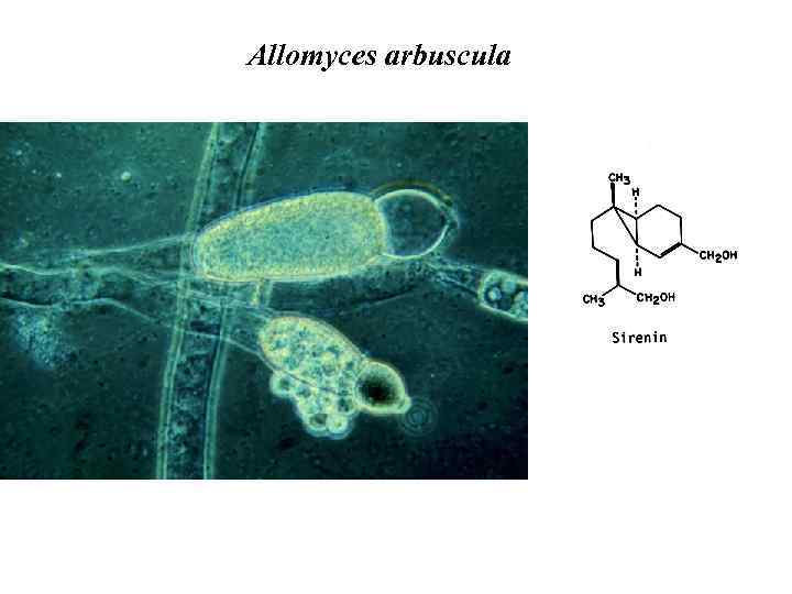 Allomyces arbuscula 