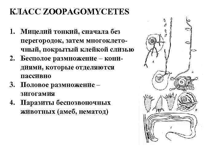 КЛАСС ZOOPAGOMYCETES 1. Мицелий тонкий, сначала без перегородок, затем многоклеточный, покрытый клейкой слизью 2.