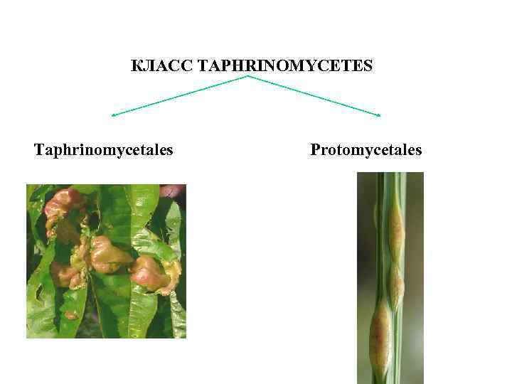 КЛАСС TAPHRINOMYCETES Taphrinomycetales Protomycetales 