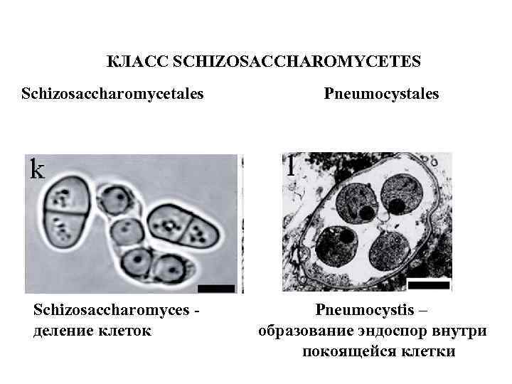 КЛАСС SCHIZOSACCHAROMYCETES Schizosaccharomycetales Schizosaccharomyces деление клеток Pneumocystales Pneumocystis – образование эндоспор внутри покоящейся клетки