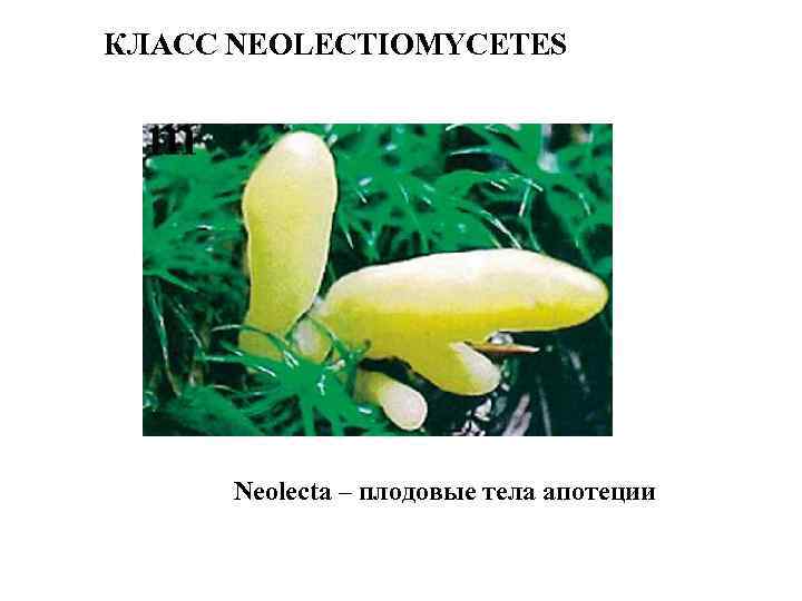 КЛАСС NEOLECTIOMYCETES Neolecta – плодовые тела апотеции 