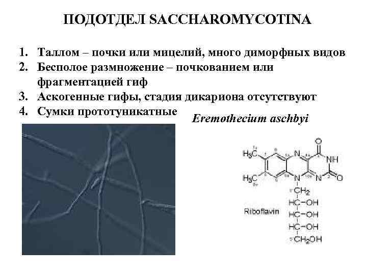 ПОДОТДЕЛ SACCHAROMYCOTINA 1. Таллом – почки или мицелий, много диморфных видов 2. Бесполое размножение