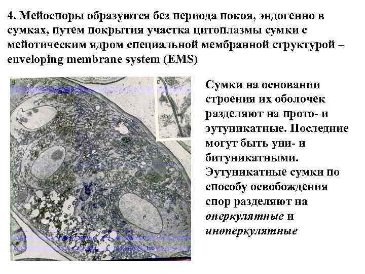 4. Мейоспоры образуются без периода покоя, эндогенно в сумках, путем покрытия участка цитоплазмы сумки