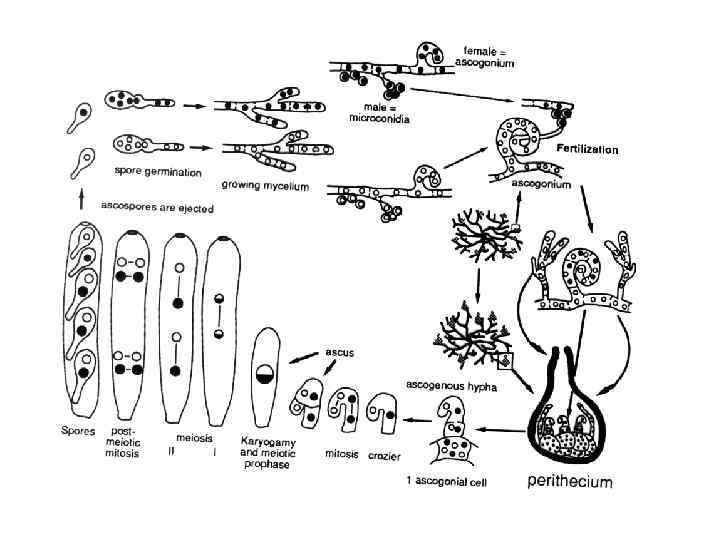 Цикл развития аскомицетов рисунок