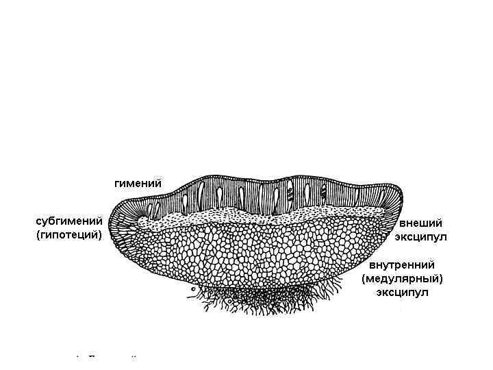 Схема строения трубчатого гименофора