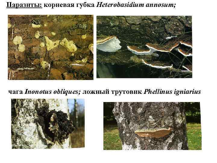 Паразиты: корневая губка Heterobasidium annosum; чага Inonotus obliques; ложный трутовик Phellinus igniarius 