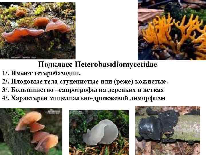 Подкласс Heterobasidiomycetidae 1/. Имеют гетеробазидии. 2/. Плодовые тела студенистые или (реже) кожистые. 3/.