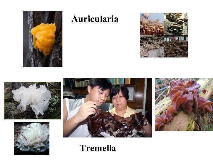 Auricularia Tremella 