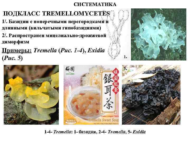 СИСТЕМАТИКА ПОДКЛАСС TREMELLOMYCETES 1/. Базидии с поперечными перегородками и длинными (вильчатыми гипобазидиями) 2/. Распространен