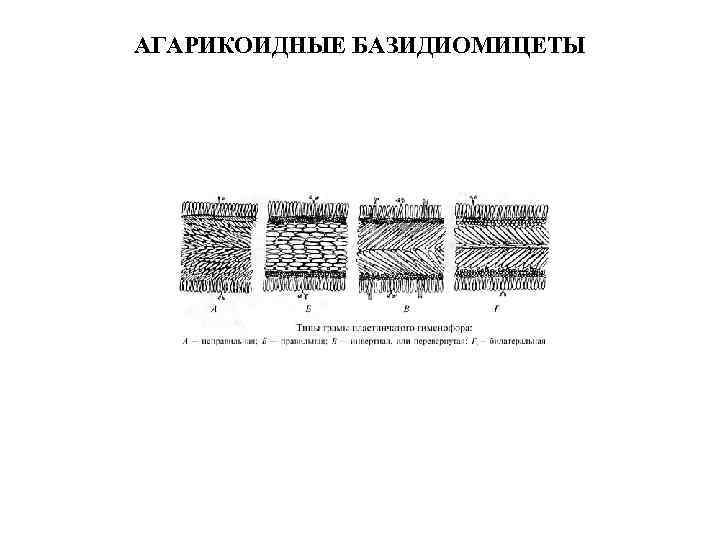 АГАРИКОИДНЫЕ БАЗИДИОМИЦЕТЫ 