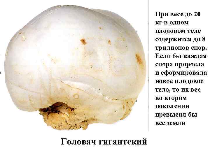 При весе до 20 кг в одном плодовом теле содержится до 8 трилионов спор.