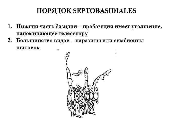 ПОРЯДОК SEPTOBASIDIALES 1. Нижняя часть базидии – пробазидия имеет утолщение, напоминающее телеоспору 2. Большинство